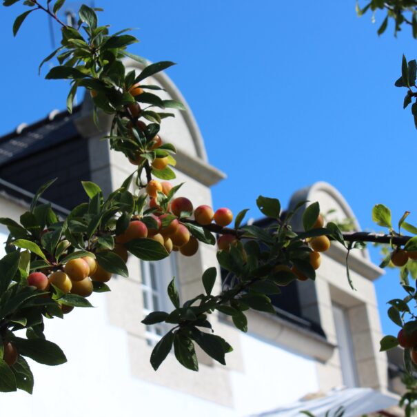 Gros plan branche de mirabelle dans le verger de la maison d hotes Le Clos Kerhadenn