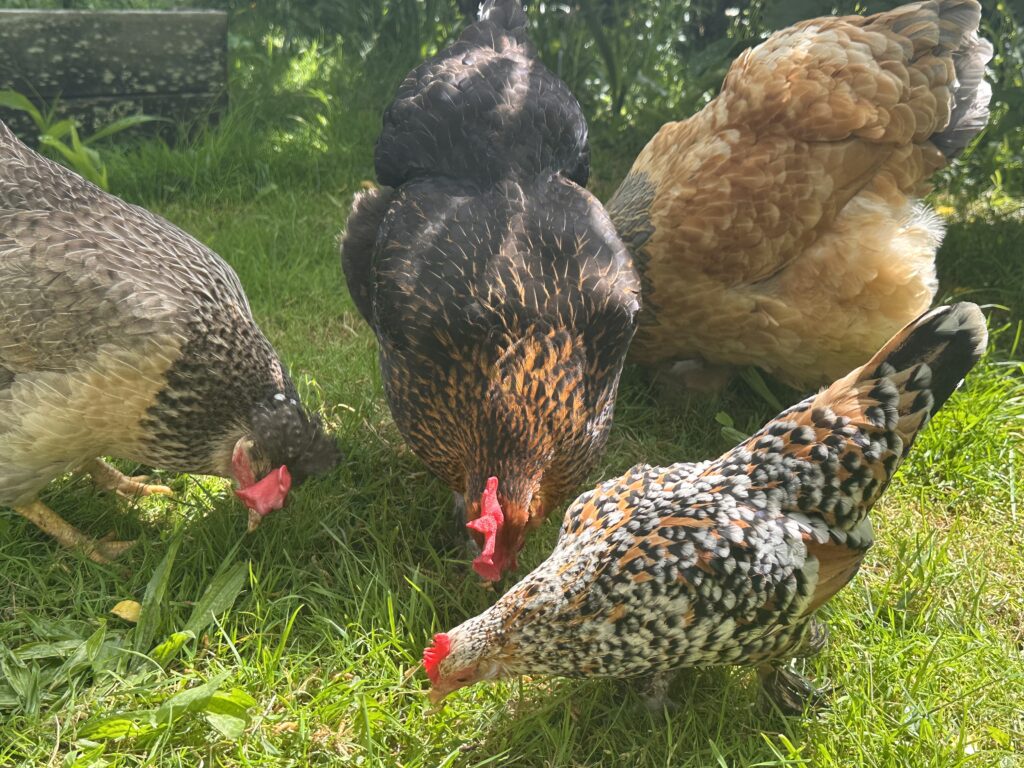 Quatre poules qui picorent ensemble dans l'herbe verte du jardin